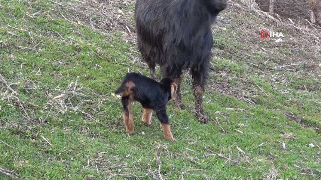 Görenler gözlerine inanamıyor: Tam 3 adet...! Görmek için civar köylerden geliyorlar 18